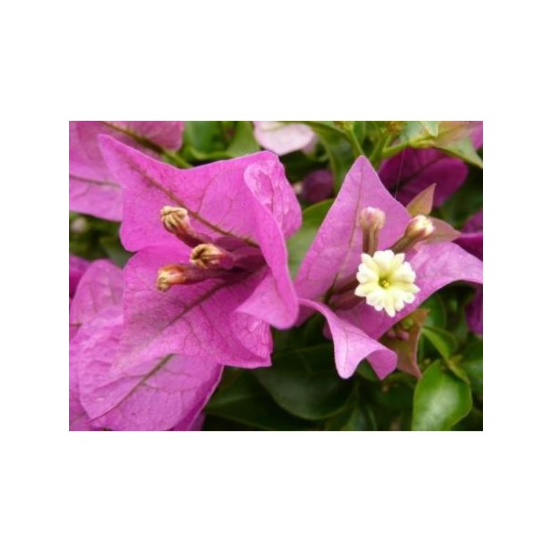 BOUGAINVILLEA alexandra