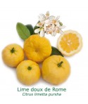 LIME ROMAINE  / Citrus Limetta Pursha