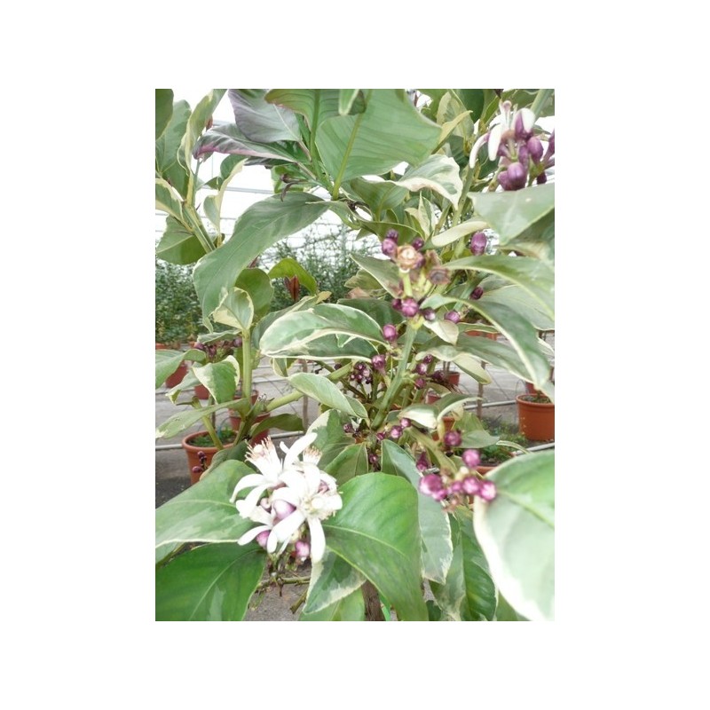 CITRONNIER PANACHE / Citrus lemon 'Variegata'
