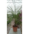 PALMIER ABRICOT / BUTIA capitata