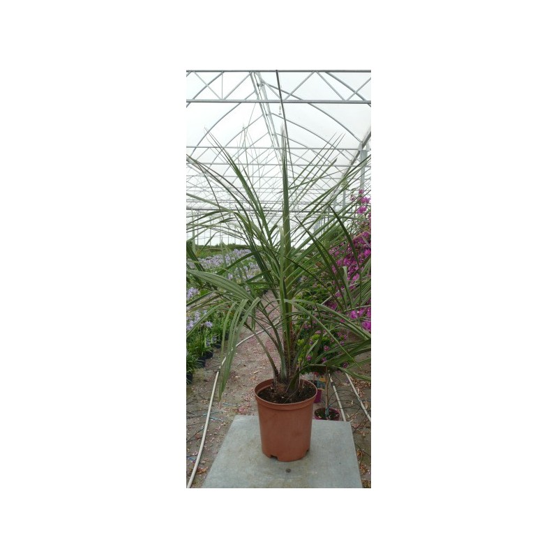 PALMIER ABRICOT / BUTIA capitata