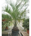 PALMIER ABRICOT / BUTIA capitata d35 H 200 cm