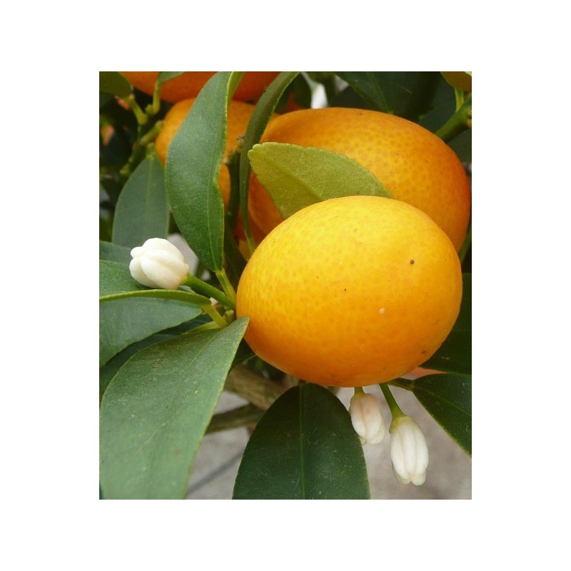 KUMQUAT OVALE / Fortunella japonica 