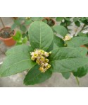 LIME MEXICAINE / Citrus aurantifolia ‘Messicana’