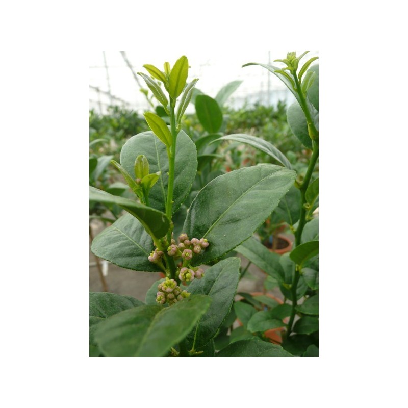 LIME MEXICAINE / Citrus aurantifolia ‘Messicana’