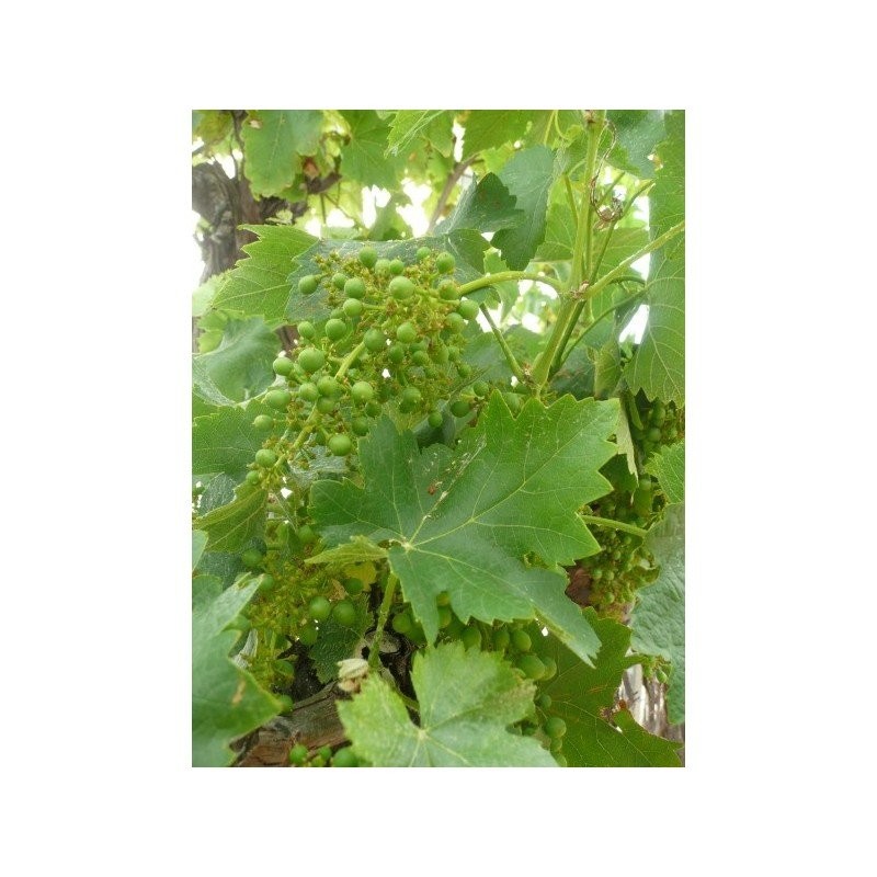 VIGNE c / Vitis