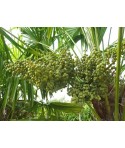 Fruits de TRACHYCARPUS fortunei conteneur 90 litres