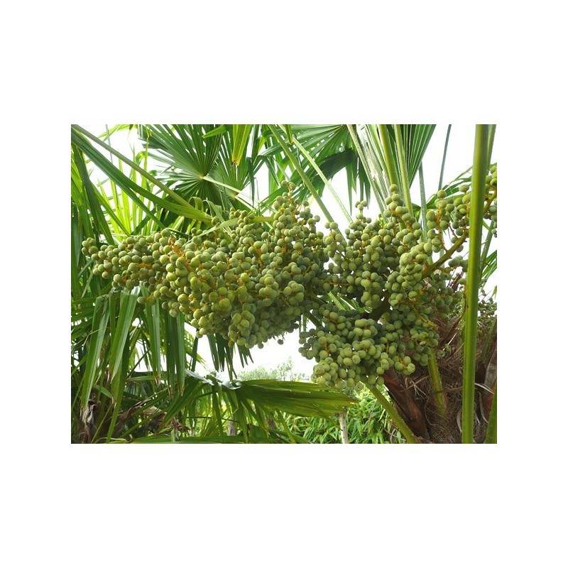 Fruits de TRACHYCARPUS fortunei conteneur 90 litres