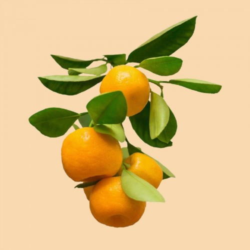 Calamondins et agrumes petits fruits