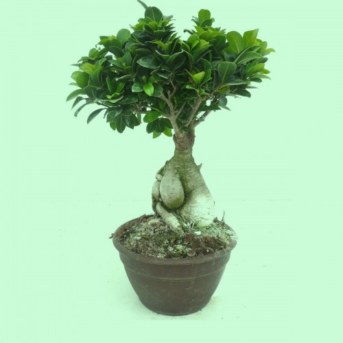 Ficus