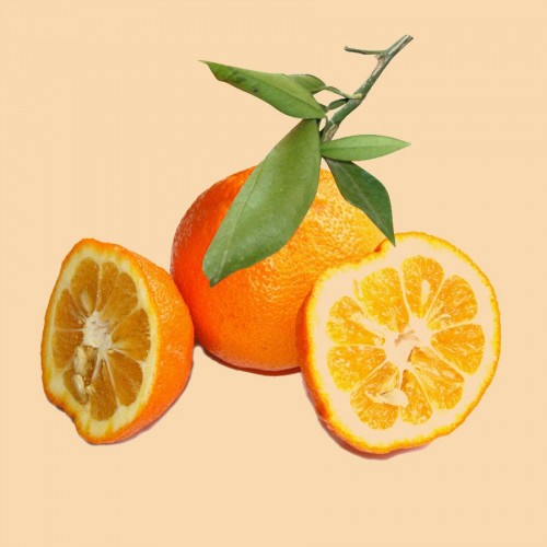 Vente orangers amers / bigaradiers | Agrumes | L'Orangerie