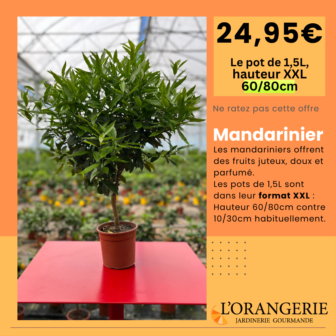 Mandariniers XXL à 24,95€