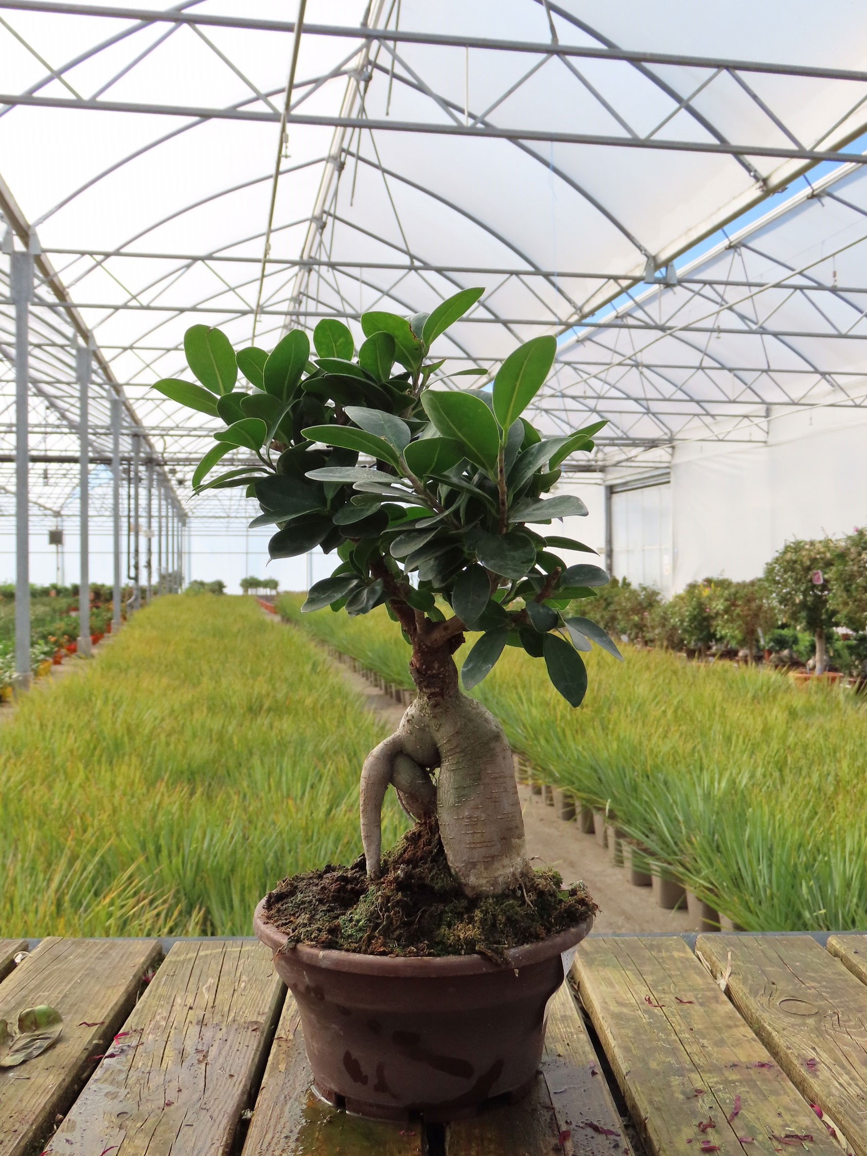 Bonsai Ficus Ginseng - Plante d'intérieur - Pot 12cm - Hauteur 30