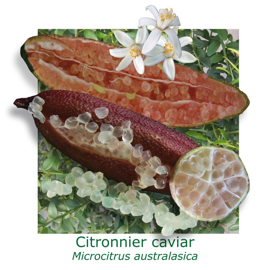 CITRONNIER CAVIAR ROSE, microcitrus australasica