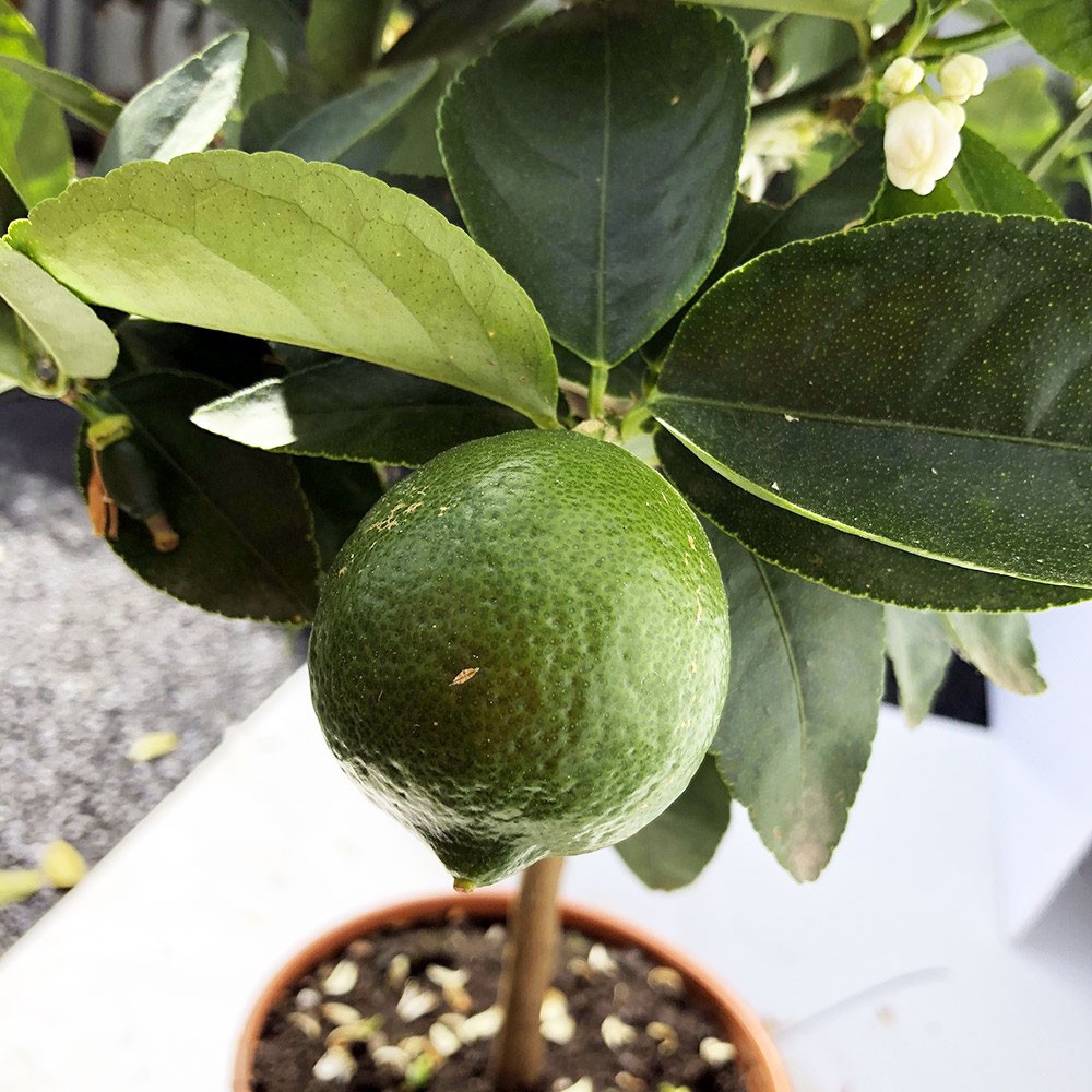 Citronnier vert BIO, Lime Tahiti (citrus aurantifolia) |