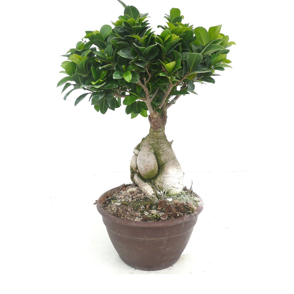 Bonsai Ficus Ginseng 70cm, Livraison plantes d'intérieur