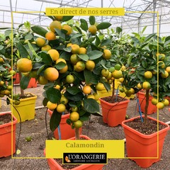 🍋🍋 Les agrumes en pot de 5 litres et 9 litres sont à l'honneur cette semaine à l'Orangerie 🍋🍋 👉 www.mon-orangerie.fr
#agrumes #agrumesbio #calamondin #limedoucederome #citroniercaviar