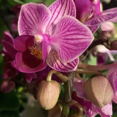 Baby orchidées 
.
.
#orchideas #orchideen #orchidées #phalenopsis #phalenopsisorchids #plants #xmasplant #xmastime #chrismastree #gift #giftideas #shop #shopping #lorangerie #paris #parisienne #parisianstyle