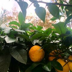 Les épines du Yuzu 
.
.
#yuzu #yuzulover #citronyuzu #agrumes #agrumi #lime #lemon #citrus #plantplantplant #plantsaddiction #garden #gardening #shop #shoponline #lorangerieparis #paris #parisienne #france
