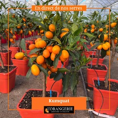 🍋🍋🍋Cette semaine, découvrez nos agrumes en pot de 5 litres à 39,95€ et les agapanthes en boutons. 👉www.mon-orangerie.fr
#agrumes #calamondin #citroniercaviar #kumquat #agapanthe