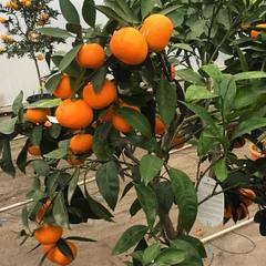 Satsuma en fruits 
.
.
#production #serres #agriculture #plantesmediterraneennes #agrumes #agrumi #lemon #citrus #satsuma #satsumamandarin #garden #gardening #angers #paris #lorangerie #jardin #jardinerieurbaine #interiorgarden #treepassion #pictureoftheday